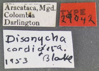 Media type: image;   Entomology 29042 Aspect: labels